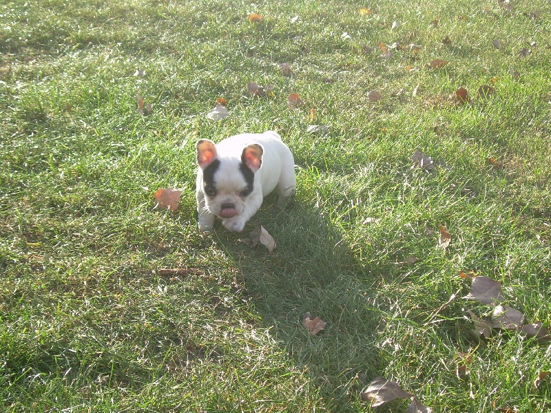 Cuddly intelligent amazing dite c.i.a. Bcbg Belle Carrure Belle Gueule