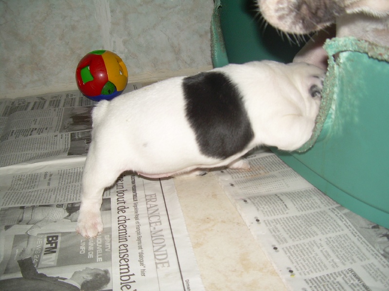 Cuddly intelligent amazing dite c.i.a. Bcbg Belle Carrure Belle Gueule