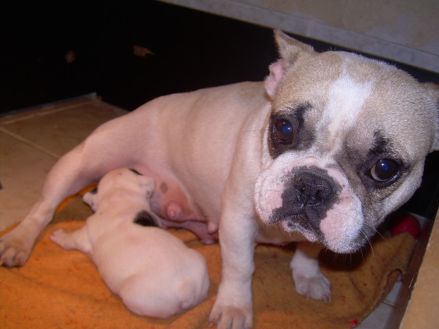 Cuddly intelligent amazing dite c.i.a. Bcbg Belle Carrure Belle Gueule