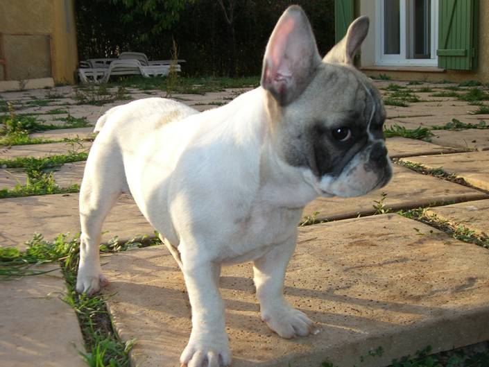 Bohemian rhapsody Bcbg Belle Carrure Belle Gueule