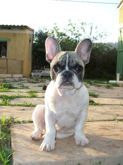 Bohemian rhapsody Bcbg Belle Carrure Belle Gueule