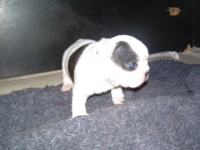 Cuddly intelligent amazing dite c.i.a. Bcbg Belle Carrure Belle Gueule