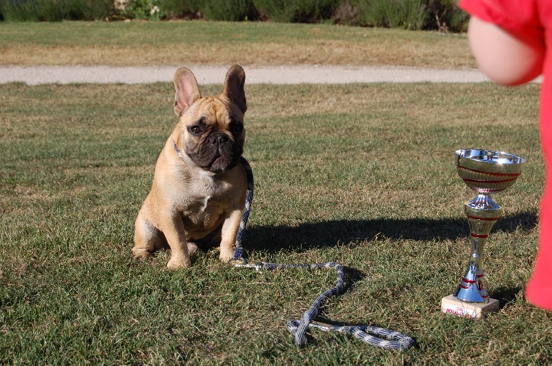 Honda fireblade Bcbg Belle Carrure Belle Gueule