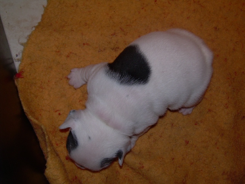 Cuddly intelligent amazing dite c.i.a. Bcbg Belle Carrure Belle Gueule