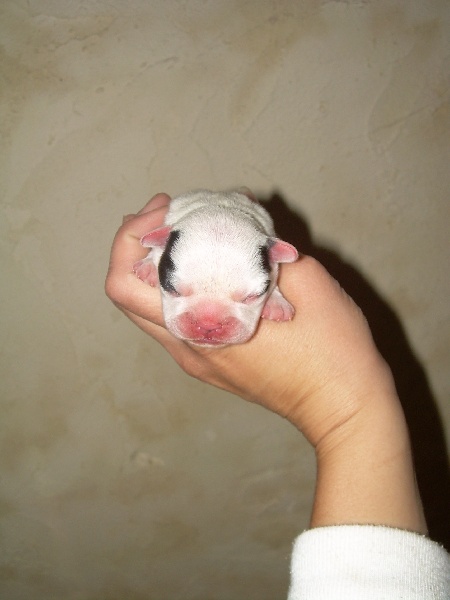 Cuddly intelligent amazing dite c.i.a. Bcbg Belle Carrure Belle Gueule