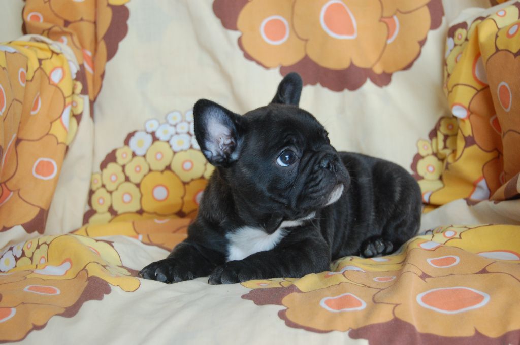 Nardéchoix premier Bcbg Belle Carrure Belle Gueule