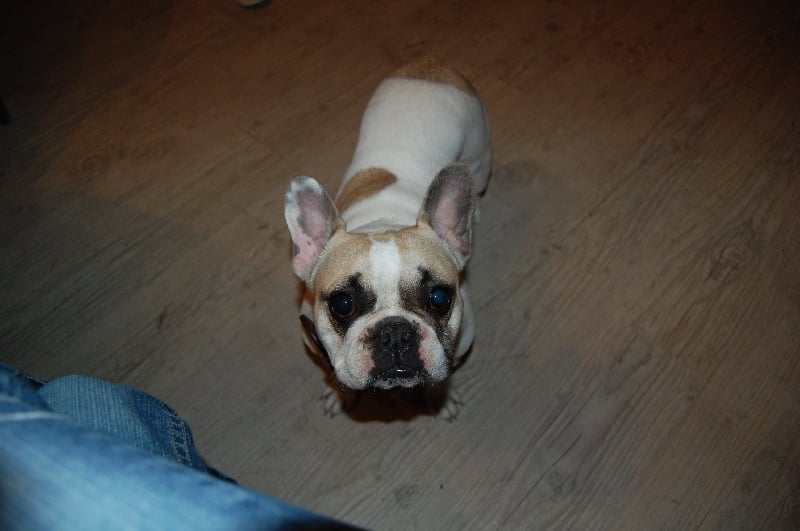 A light liche Bcbg Belle Carrure Belle Gueule