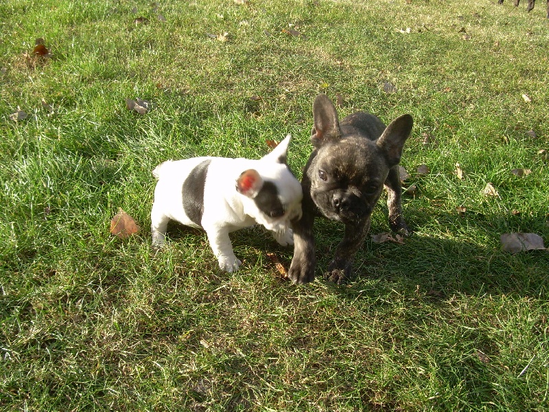 Cuddly intelligent amazing dite c.i.a. Bcbg Belle Carrure Belle Gueule