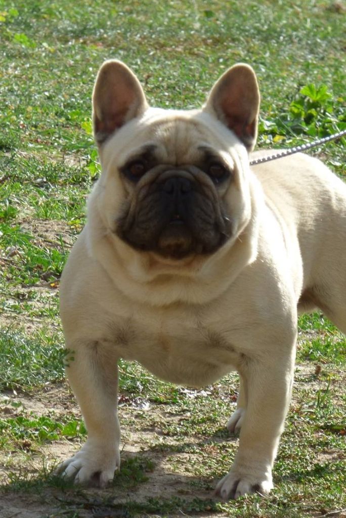 Lako Bcbg Belle Carrure Belle Gueule