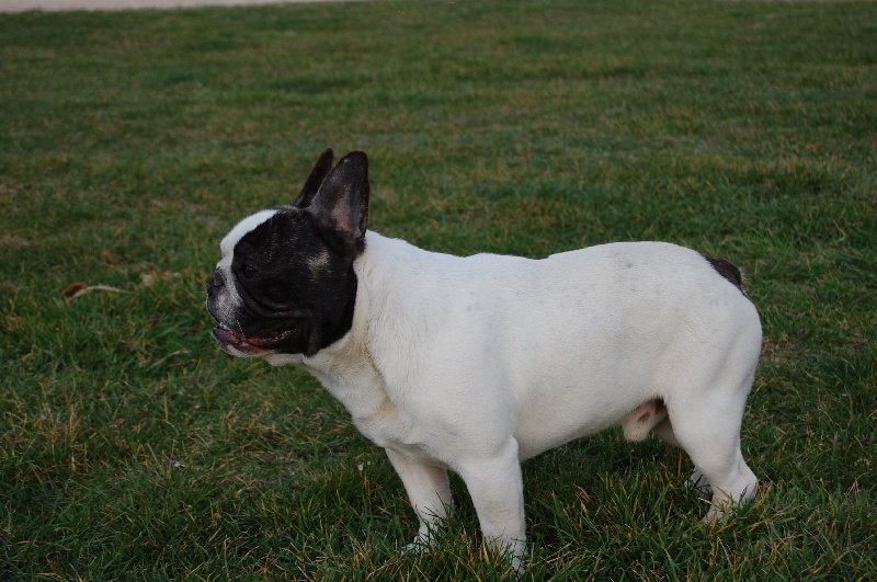 Ckiproko Bcbg Belle Carrure Belle Gueule