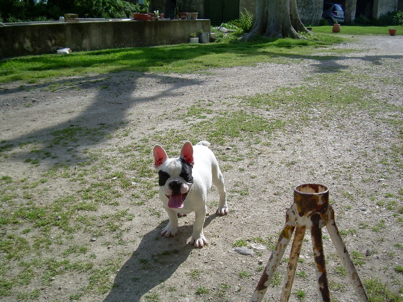 Publication : Bcbg Belle Carrure Belle Gueule Auteur : E. Allemand