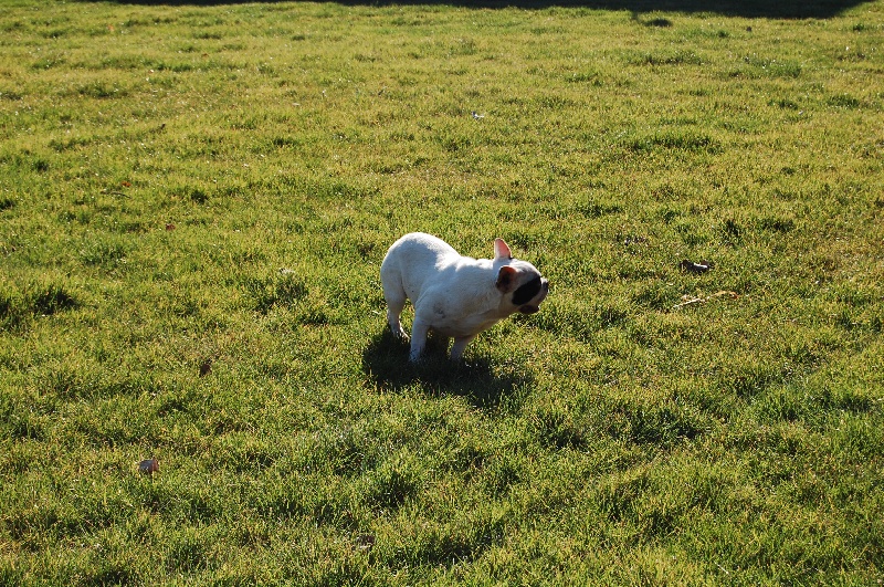 Publication : Bcbg Belle Carrure Belle Gueule Auteur : E. Allemand