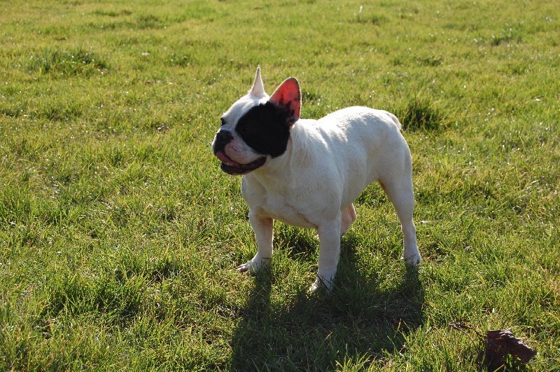 Publication : Bcbg Belle Carrure Belle Gueule Auteur : E. Allemand