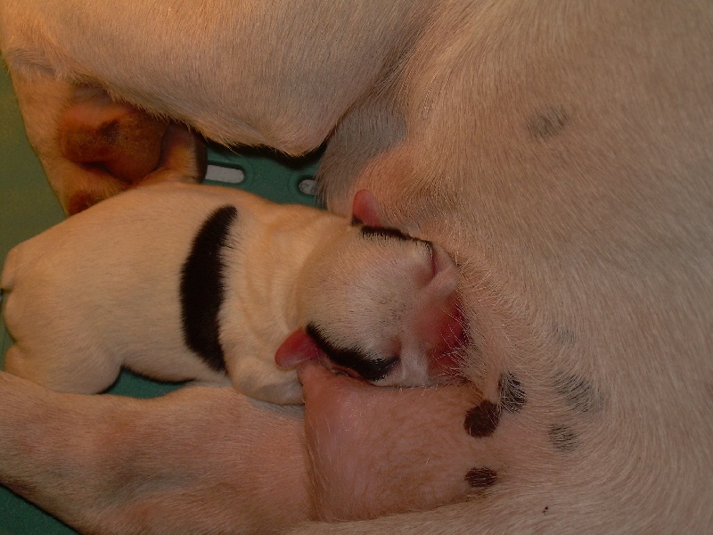 Cuddly intelligent amazing dite c.i.a. Bcbg Belle Carrure Belle Gueule