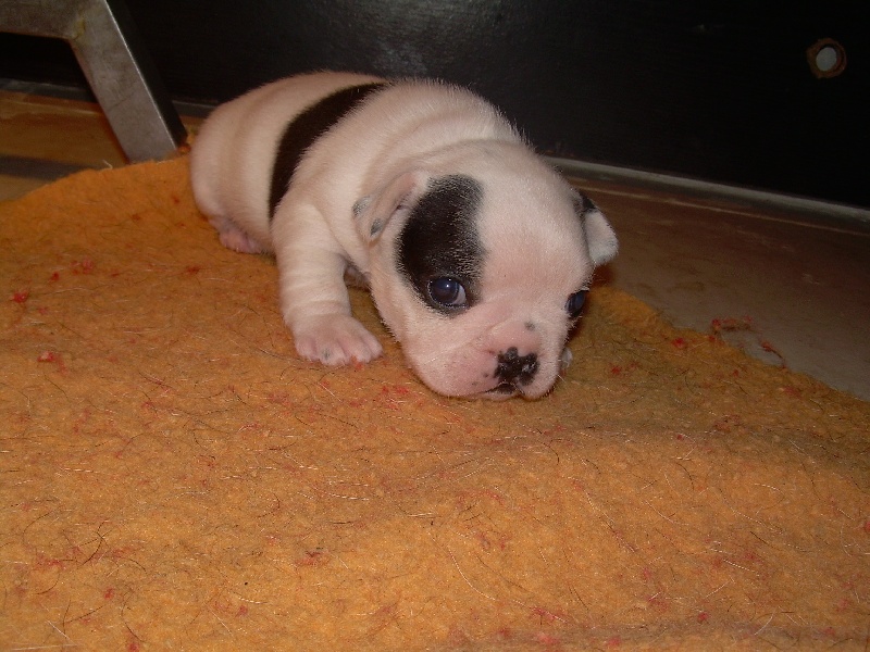 Cuddly intelligent amazing dite c.i.a. Bcbg Belle Carrure Belle Gueule