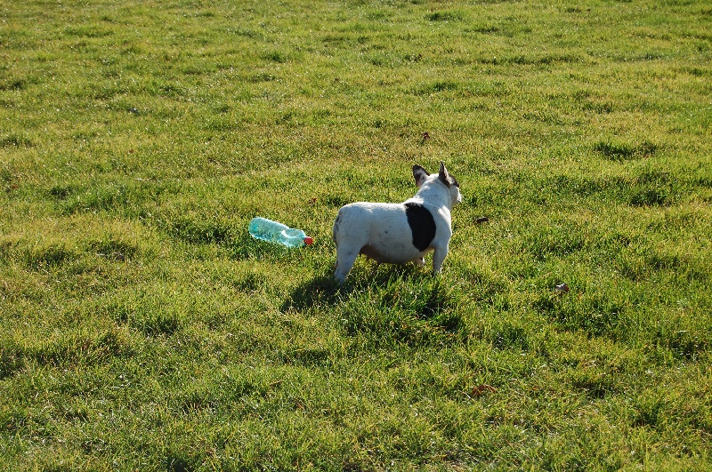 Cuddly intelligent amazing dite c.i.a. Bcbg Belle Carrure Belle Gueule