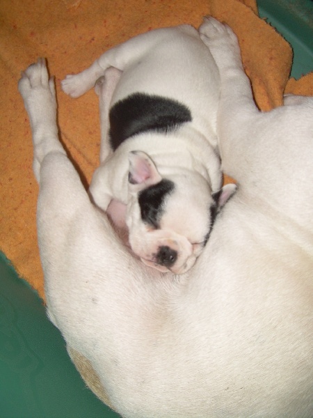 Cuddly intelligent amazing dite c.i.a. Bcbg Belle Carrure Belle Gueule