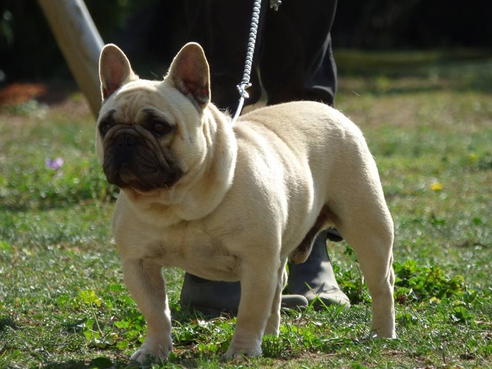 Lako Bcbg Belle Carrure Belle Gueule