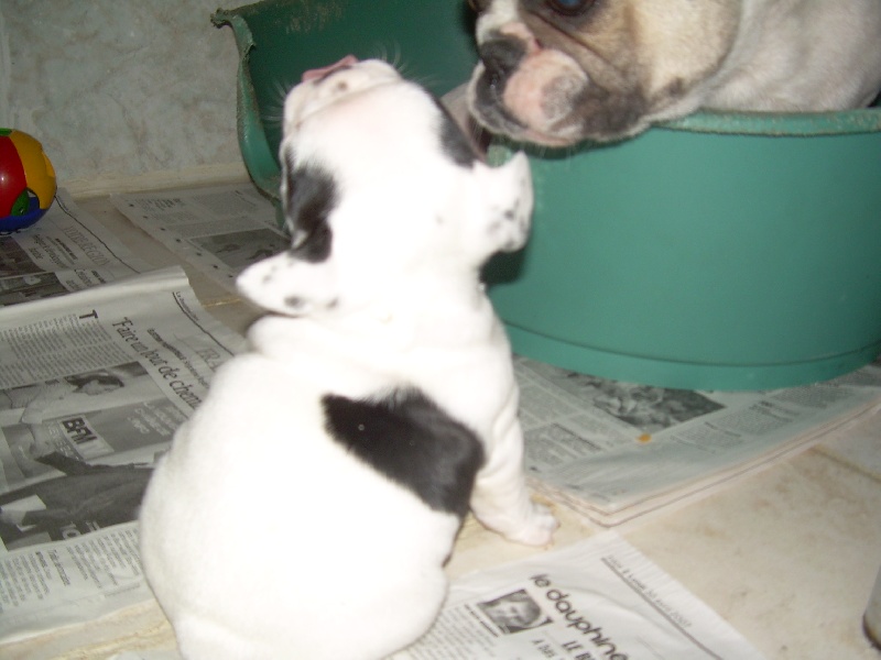 Cuddly intelligent amazing dite c.i.a. Bcbg Belle Carrure Belle Gueule