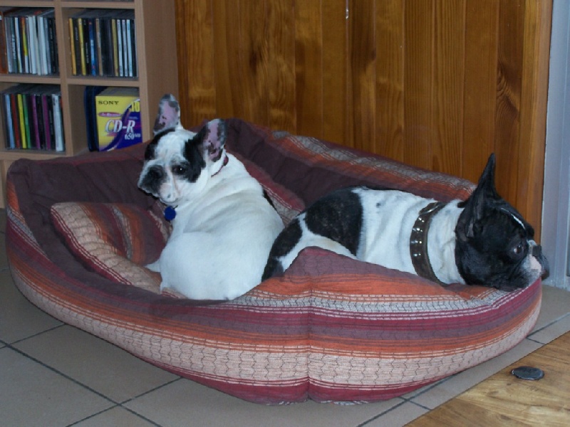 Cuddly intelligent amazing dite c.i.a. Bcbg Belle Carrure Belle Gueule