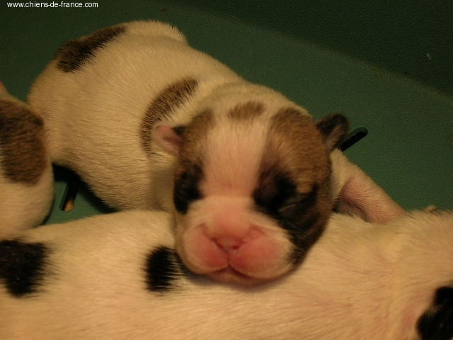 A light liche Bcbg Belle Carrure Belle Gueule