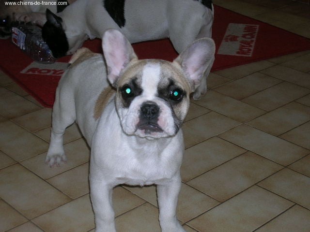 A light liche Bcbg Belle Carrure Belle Gueule