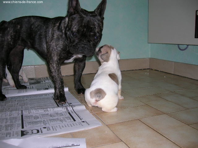 A light liche Bcbg Belle Carrure Belle Gueule