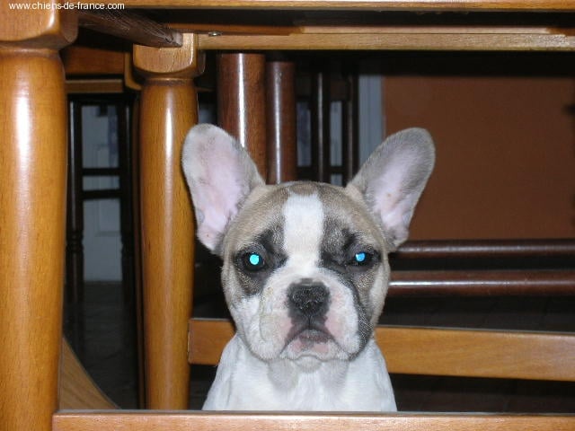 A light liche Bcbg Belle Carrure Belle Gueule