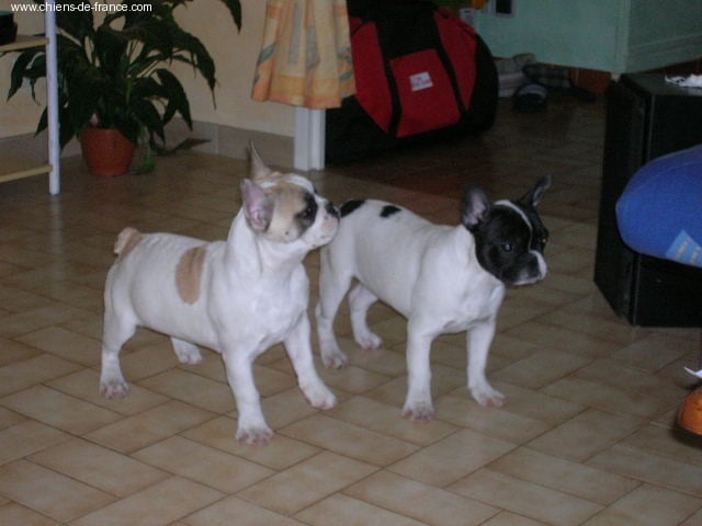 A light liche Bcbg Belle Carrure Belle Gueule