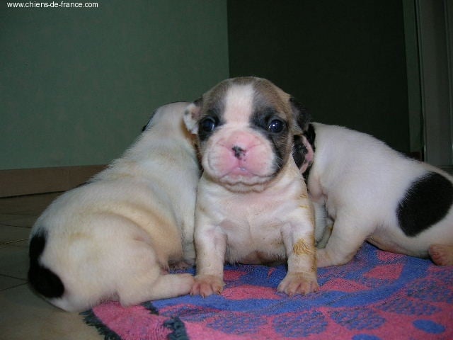 A light liche Bcbg Belle Carrure Belle Gueule