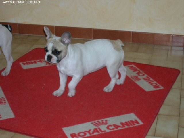 A light liche Bcbg Belle Carrure Belle Gueule