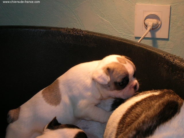 A light liche Bcbg Belle Carrure Belle Gueule