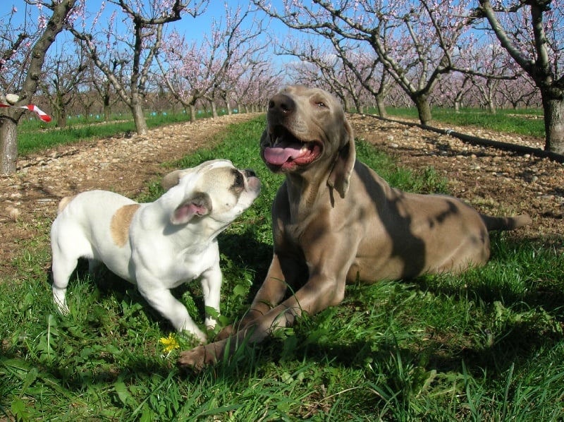 A light liche Bcbg Belle Carrure Belle Gueule