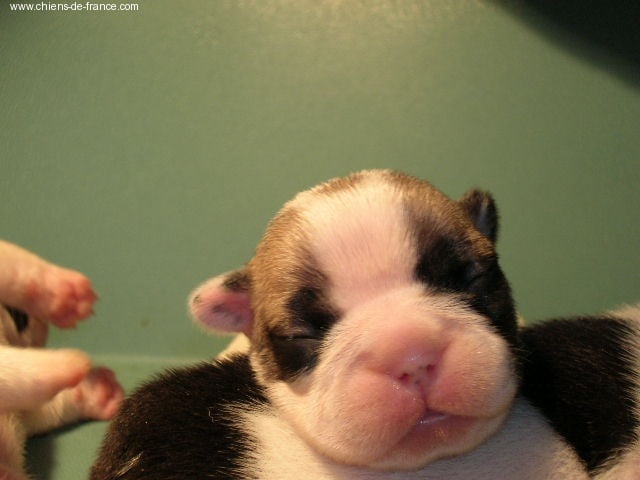 A light liche Bcbg Belle Carrure Belle Gueule