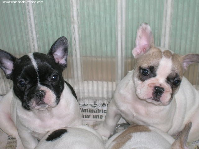 A light liche Bcbg Belle Carrure Belle Gueule