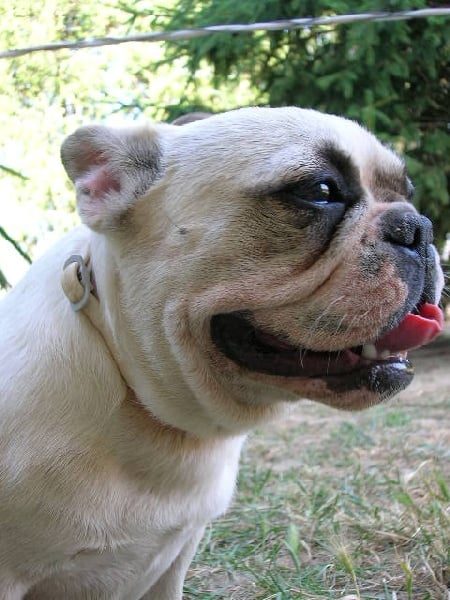 A light liche Bcbg Belle Carrure Belle Gueule