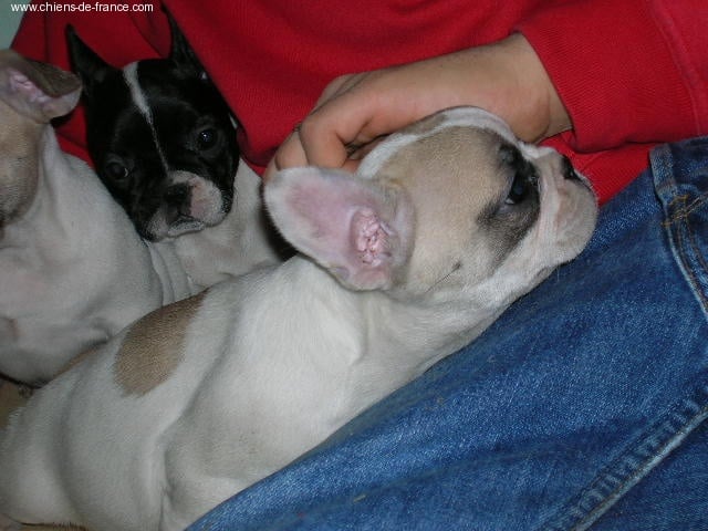 A light liche Bcbg Belle Carrure Belle Gueule