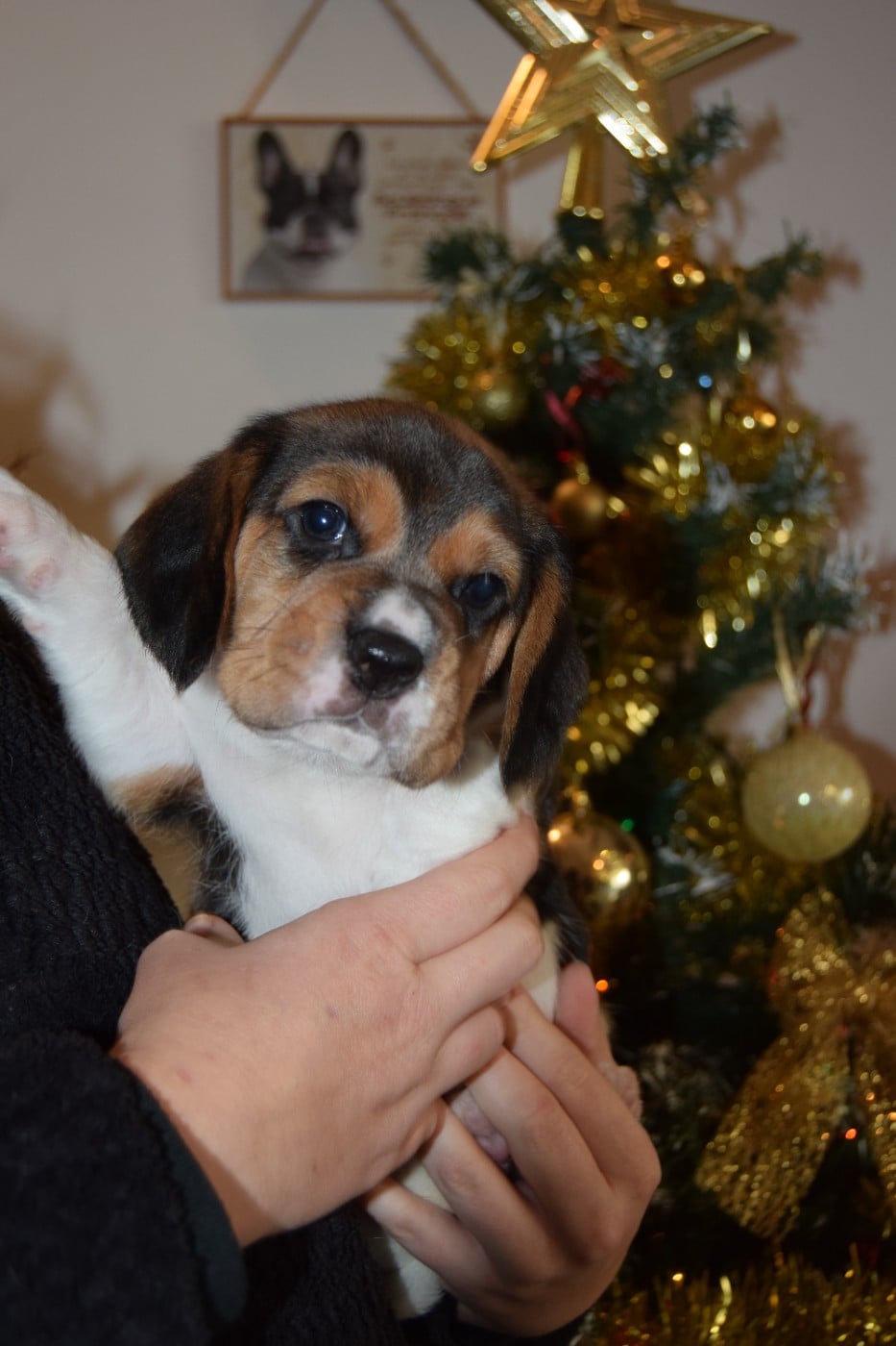 Alchimie Femelle collier noir