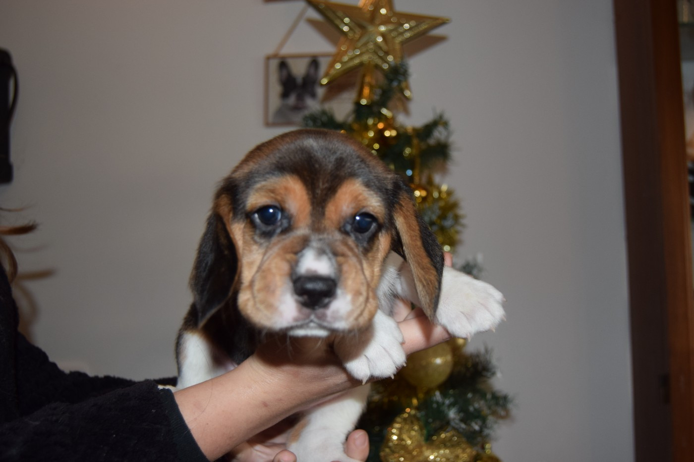 Alchimie Femelle collier noir