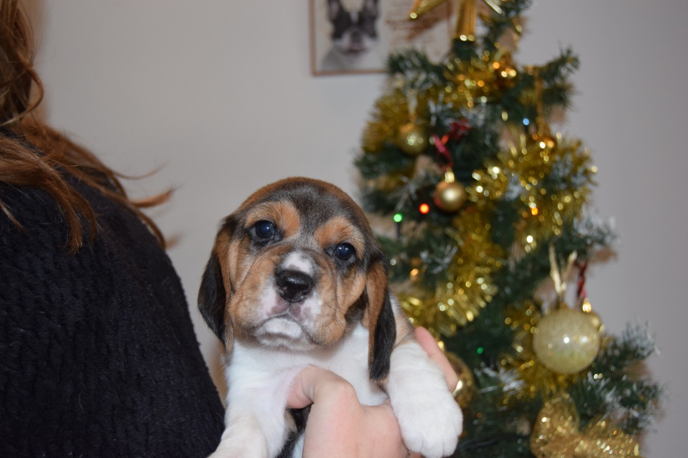 Alchimie Femelle collier noir