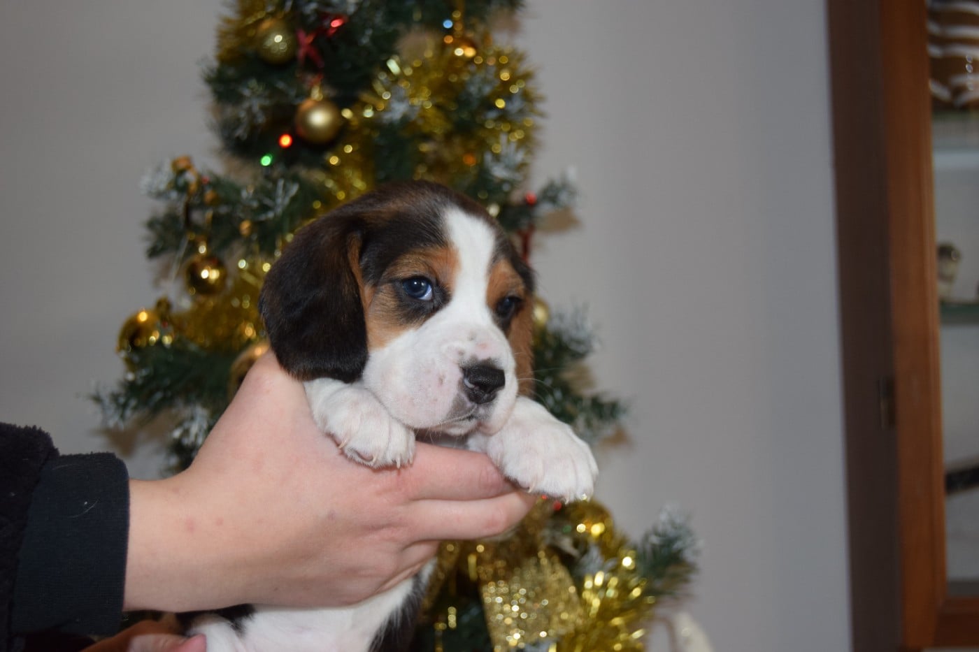 Amulette Femelle collier violet