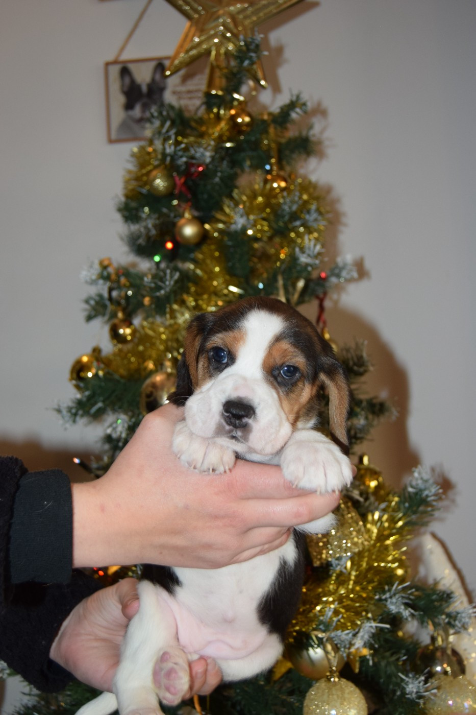 Amulette Femelle collier violet