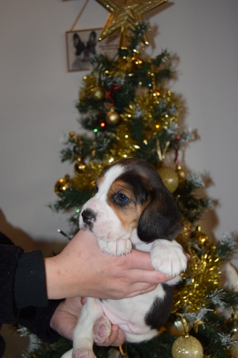 Amulette Femelle collier violet