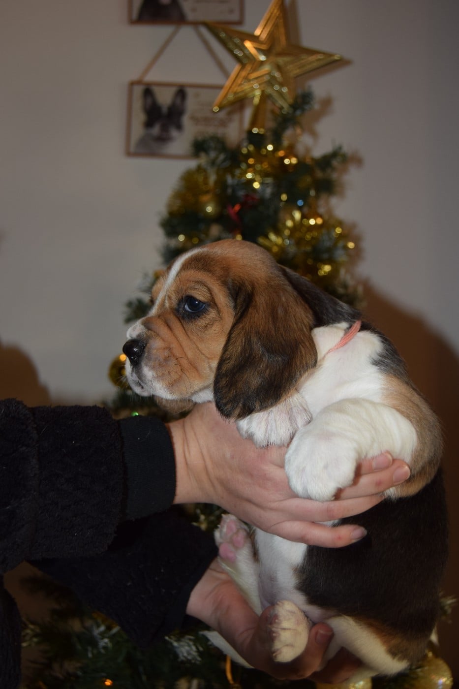 Abracadabra Femelle collier rose