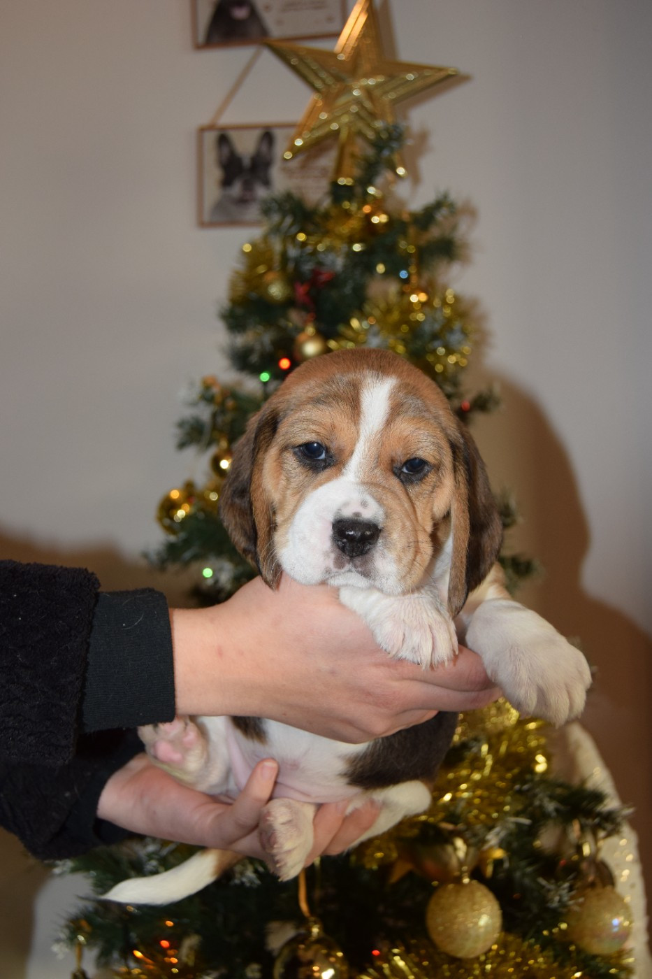 Abracadabra Femelle collier rose