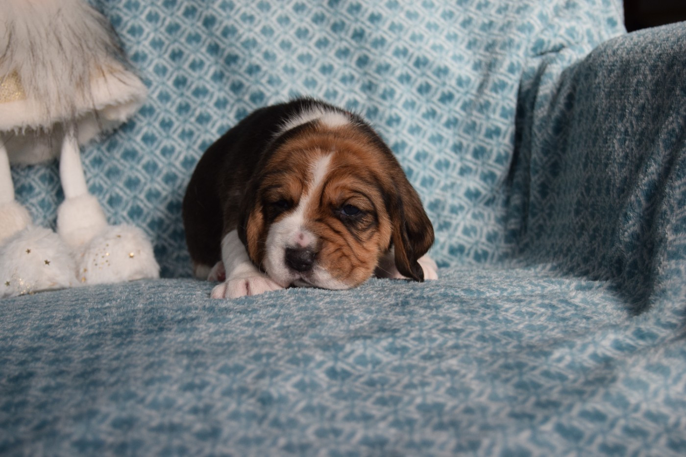 Abracadabra Femelle collier rose