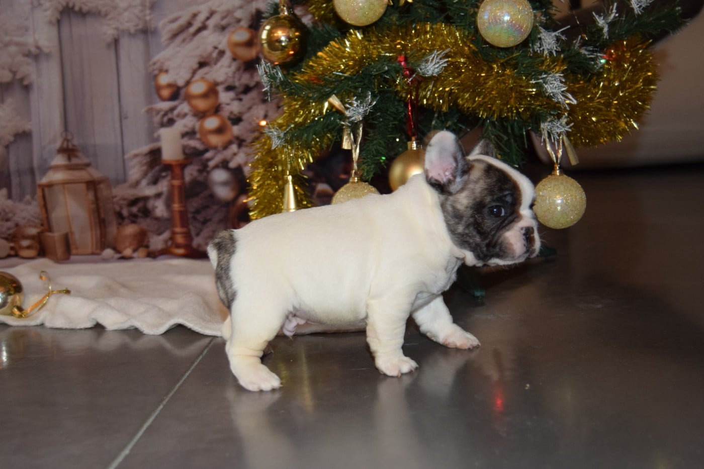 Aston Martin Mâle + blanc