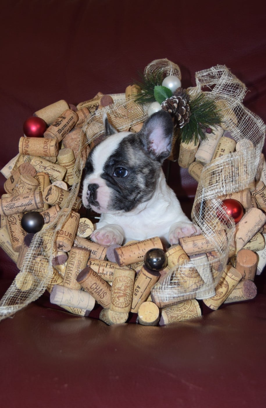 Aston Martin Mâle + blanc