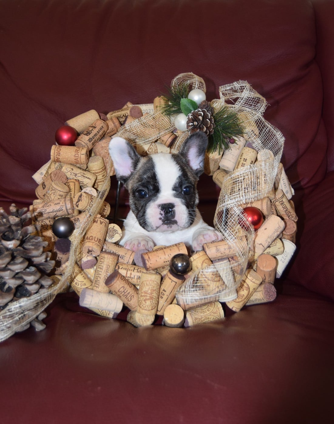 Aston Martin Mâle + blanc