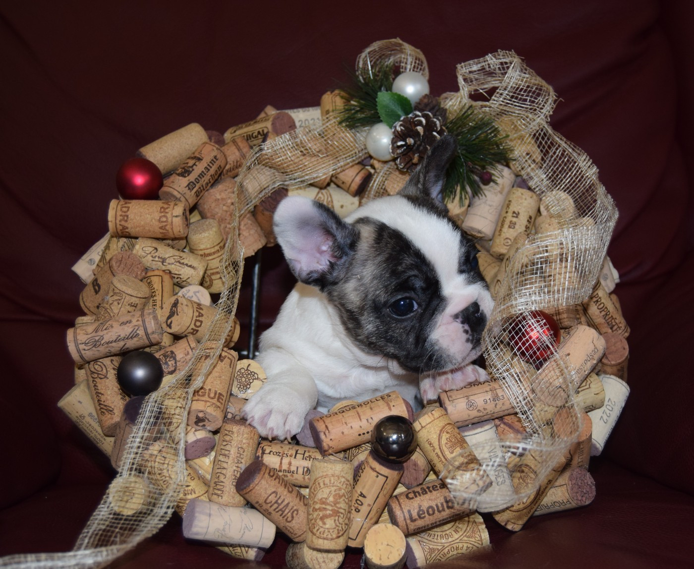 Aston Martin Mâle + blanc